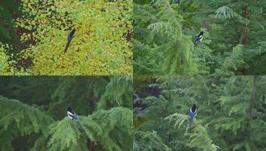翠绿树林枝头鸣叫的喜鹊高清在线视频素材下载