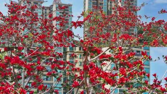 小区旁盛开的木棉花高清在线视频素材下载