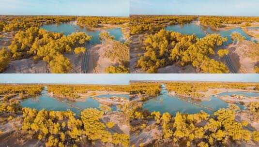 额济纳胡杨林小火车内蒙古风景秋天胡杨高清在线视频素材下载
