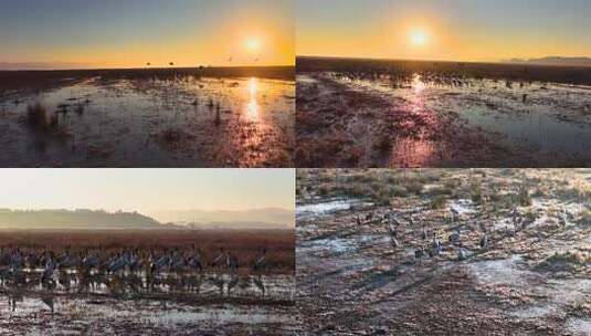 贵州毕节威宁草海朝霞日出黑颈鹤高清在线视频素材下载