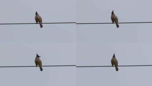 鸟鸟儿鸟类小鸟在电线上停留高清在线视频素材下载