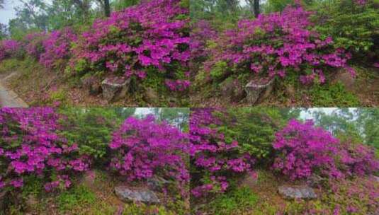 湖北武汉东湖磨山景区杜鹃花盛开高清在线视频素材下载