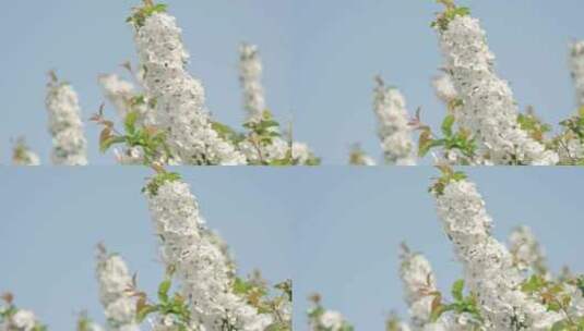 白色海棠花春天花朵花瓣特写空景空镜高清在线视频素材下载