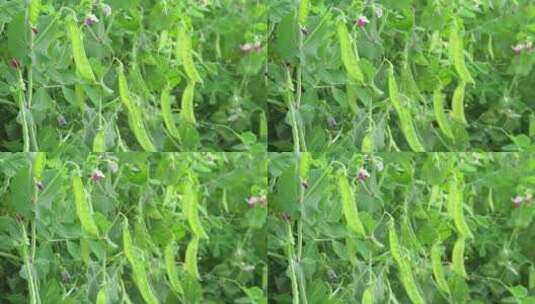豌豆蔬菜高清在线视频素材下载