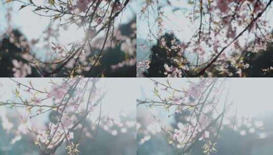 春天桃花盛开逆光桃花桃树近景高清在线视频素材下载