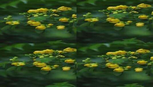 望江南 蛇灭门 花朵 黄花 绿叶高清在线视频素材下载