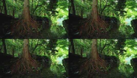 九溪烟树的绿意盎然山清水秀高清在线视频素材下载