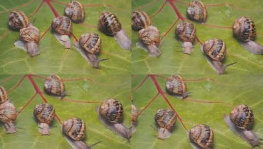葡萄蜗牛沿着葡萄的叶子爬行高清在线视频素材下载