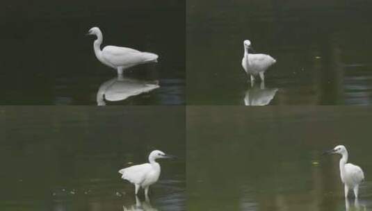 一只白鹭在池塘里觅食高清在线视频素材下载