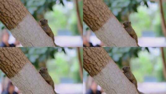 昆明翠湖公园里在吃食物的松鼠4K高清在线视频素材下载