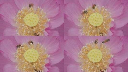 金色旋律：蜜蜂与莲花的甜蜜交响高清在线视频素材下载