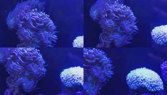 海葵珊瑚海藻海缸水族深海生物高清在线视频素材下载