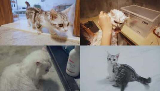 猫咪 起司 美短高清在线视频素材下载