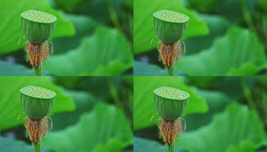 夏季下雨天雨水荷花荷叶雨滴水滴特写高清在线视频素材下载