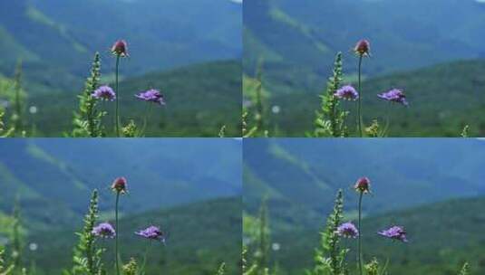 夏季高山草甸绿色植物野花高清在线视频素材下载