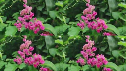 粉红色花朵高清在线视频素材下载