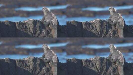 岩石上的鬣蜥高清在线视频素材下载