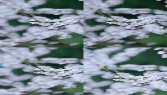 升格实拍北京春天公园里绽放的山桃花竖屏高清在线视频素材下载