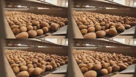 食品生产工厂传送带上的马铃薯高清在线视频素材下载