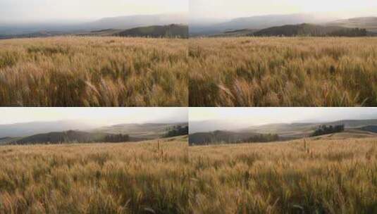 大面积小麦成熟高清在线视频素材下载