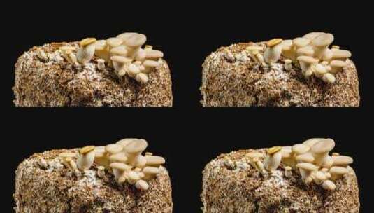 4k食用蘑菇生长大延时摄影高清在线视频素材下载