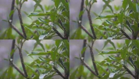 雨落在树叶上的特写镜头高清在线视频素材下载