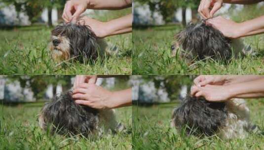 治疗毛茸茸的狗的蜱高清在线视频素材下载