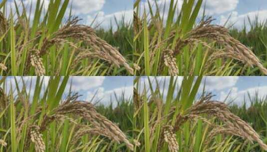 稻田小麦农作物农业4K实拍高清在线视频素材下载