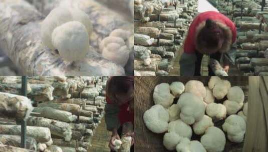 猴头菇种植高清在线视频素材下载