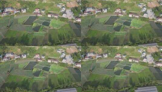 航拍丘陵农业种植水稻绿色农田高清在线视频素材下载