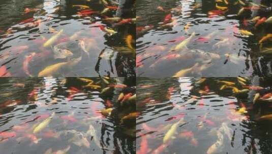 鱼池里的锦鲤高清在线视频素材下载