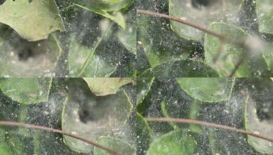 四k蜘蛛网昆虫树叶高清在线视频素材下载