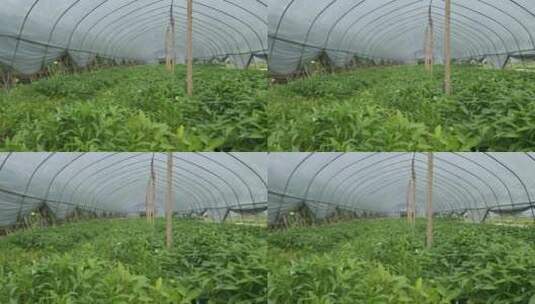 实拍农业种植蔬菜高清在线视频素材下载