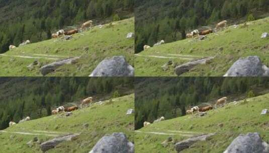瑞士山间奶牛4高清在线视频素材下载