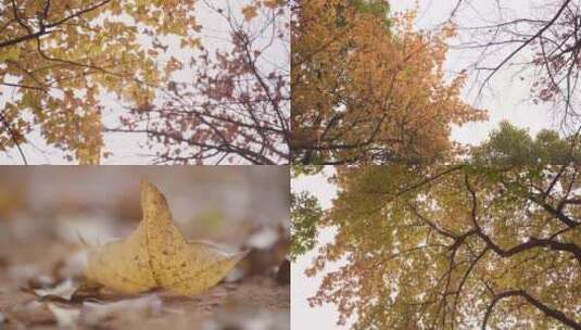 秋天枫叶枯叶落叶阳光合集高清在线视频素材下载