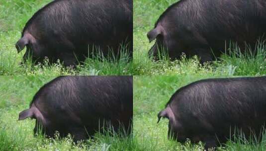贵州赫章可乐黑猪在草在户外进食休息高清在线视频素材下载