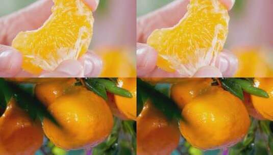 新鲜丑橘高清在线视频素材下载
