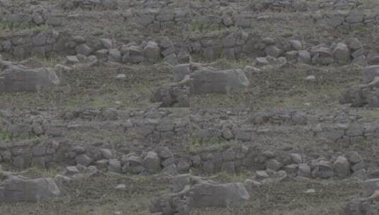 东北山区黑土地与春季的野草野花高清在线视频素材下载