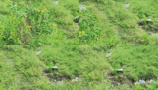 疫情城市农村街道菜园春天绿色植物高清在线视频素材下载