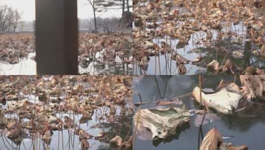 冬季干枯的荷叶高清在线视频素材下载