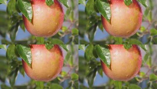 丑苹果素材高清在线视频素材下载