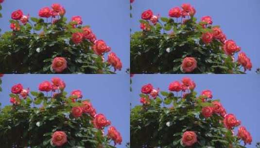 花园的玫瑰花高清在线视频素材下载