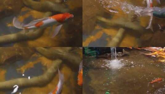 【镜头合集】锦鲤鲤鱼富贵鱼池水池高清在线视频素材下载