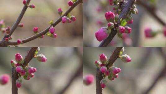 【镜头合集】桃花梅花花蕾花苞花骨朵开花高清在线视频素材下载