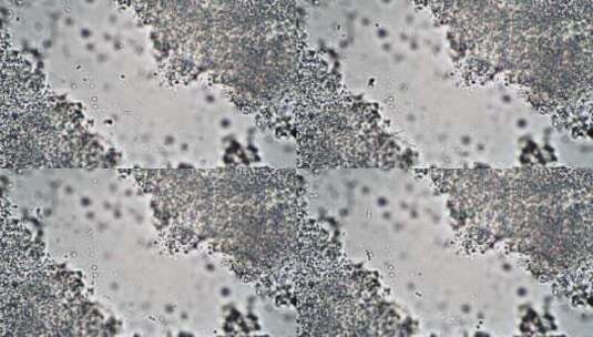 显微镜生物科技观察细胞视频 (13)高清在线视频素材下载