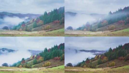 浓雾笼罩着秋天的森林高清在线视频素材下载