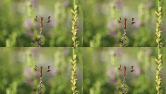 红色蜻蜓在草丛中休息高清在线视频素材下载