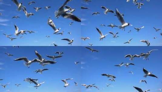 天空中的海鸥群高清在线视频素材下载