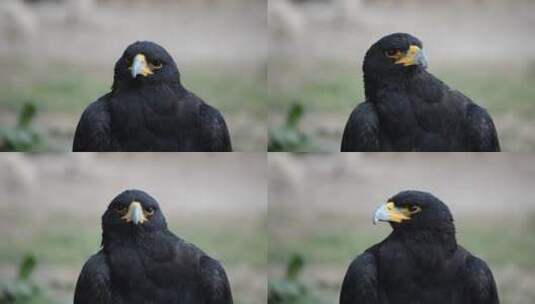 黑鸟看着镜头高清在线视频素材下载
