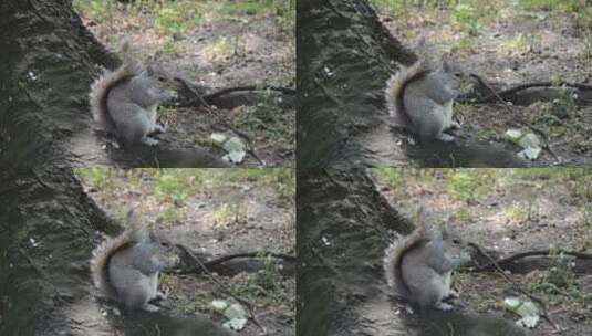 树底下进食的松鼠高清在线视频素材下载